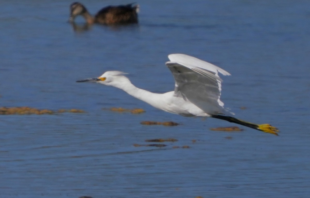 Snowy Egret - ML620668679