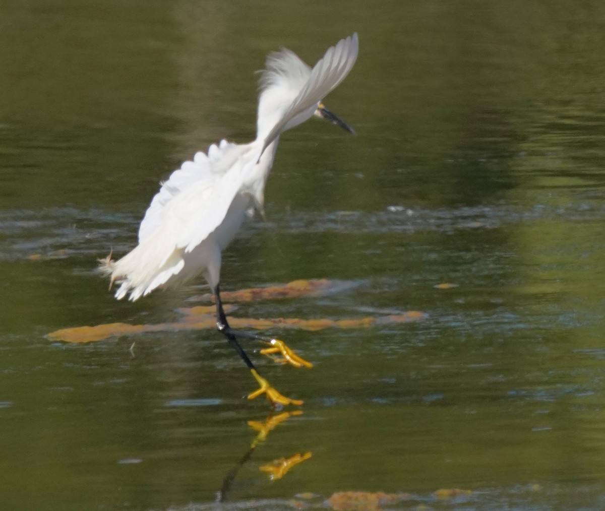 Snowy Egret - ML620668681