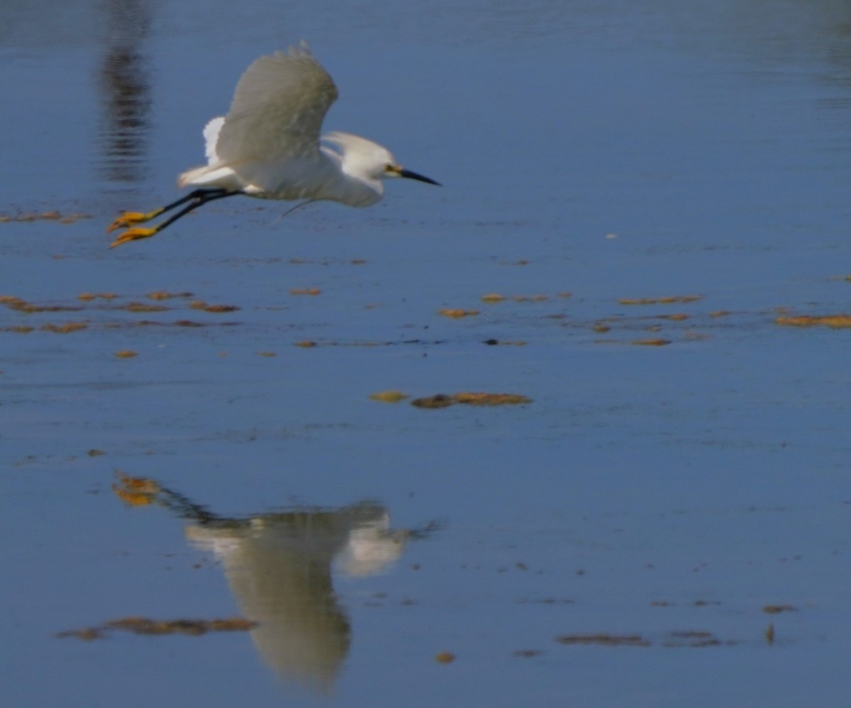 Snowy Egret - ML620668682