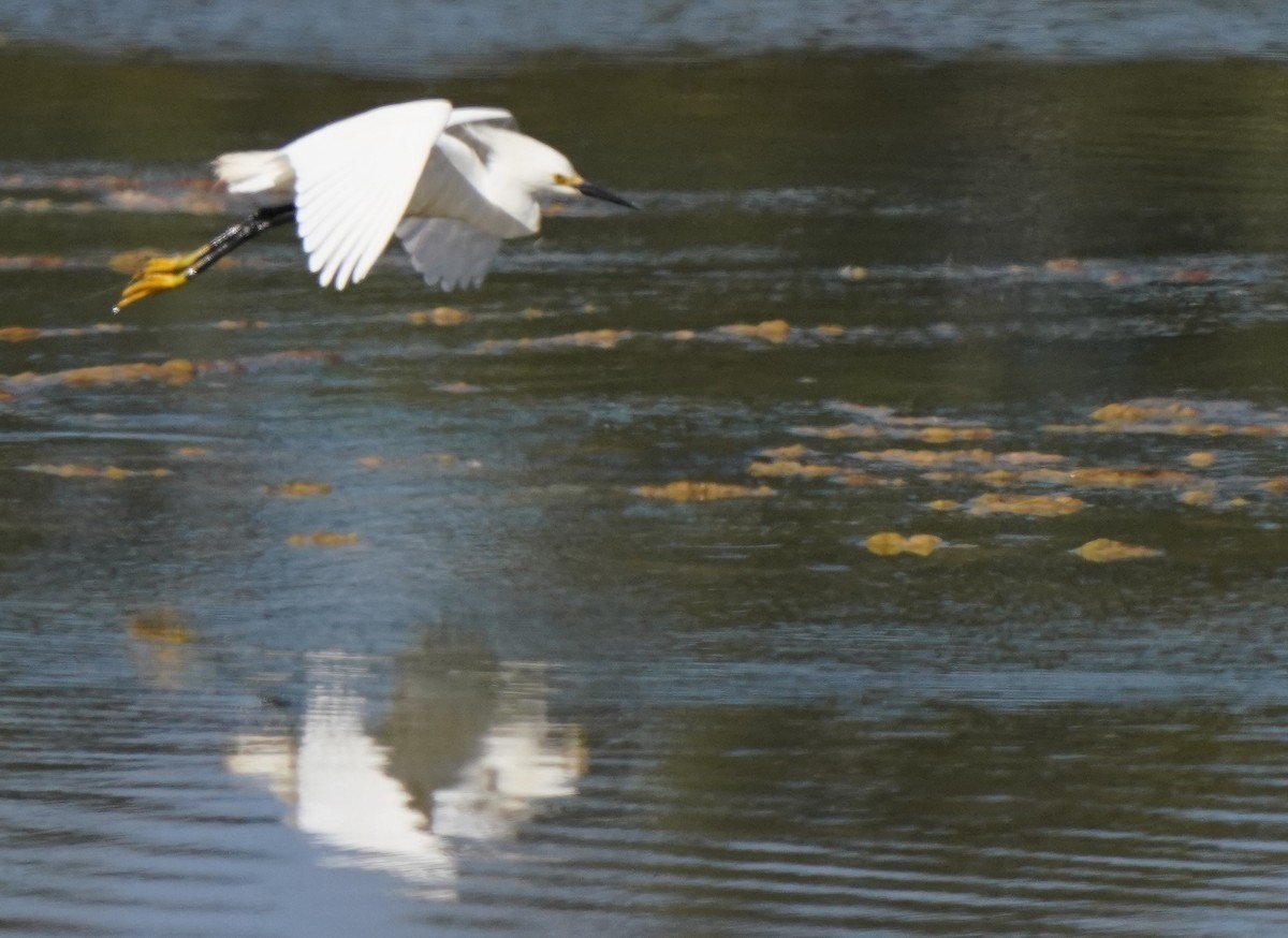 Snowy Egret - ML620668683