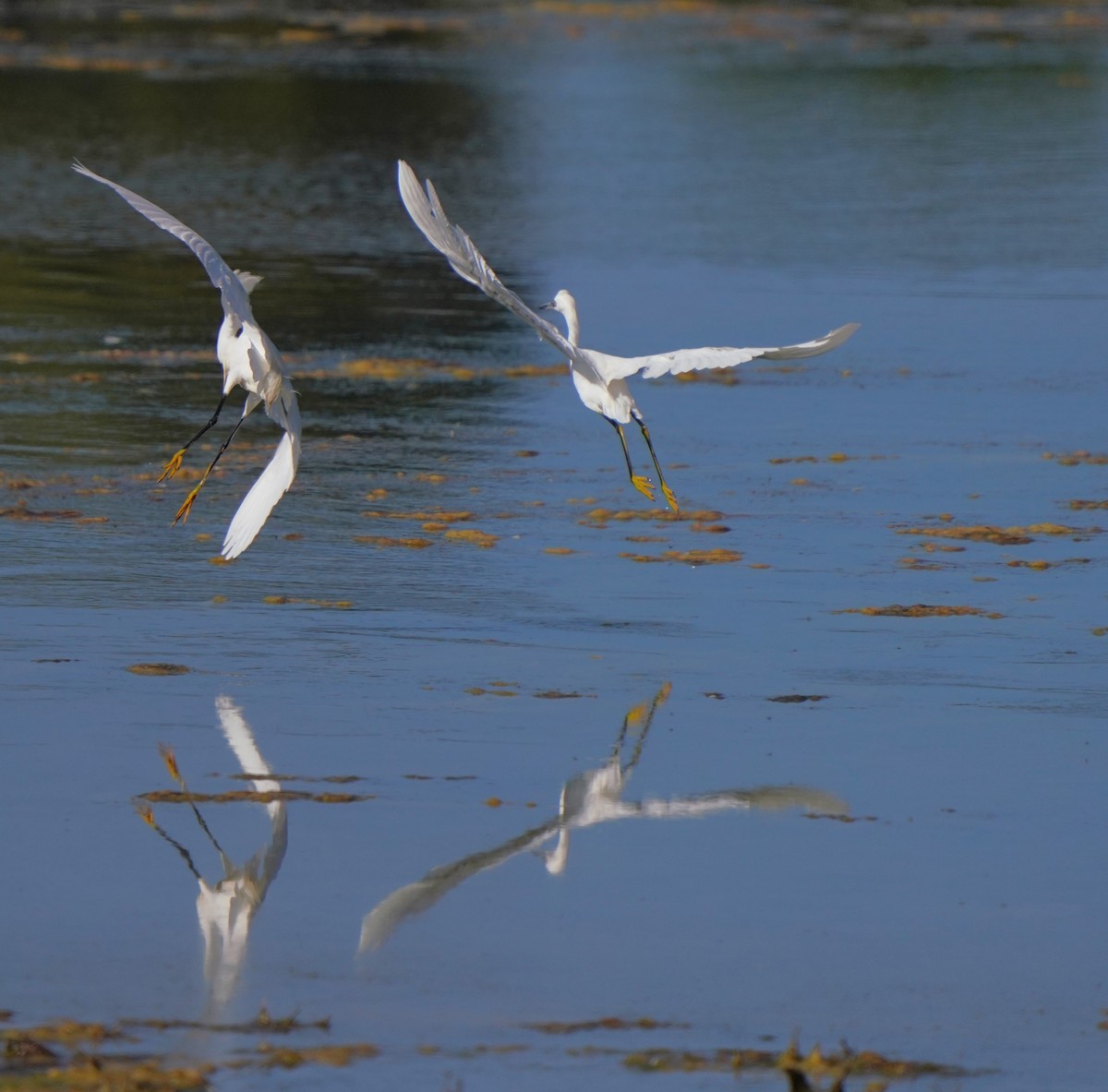 Snowy Egret - ML620668684