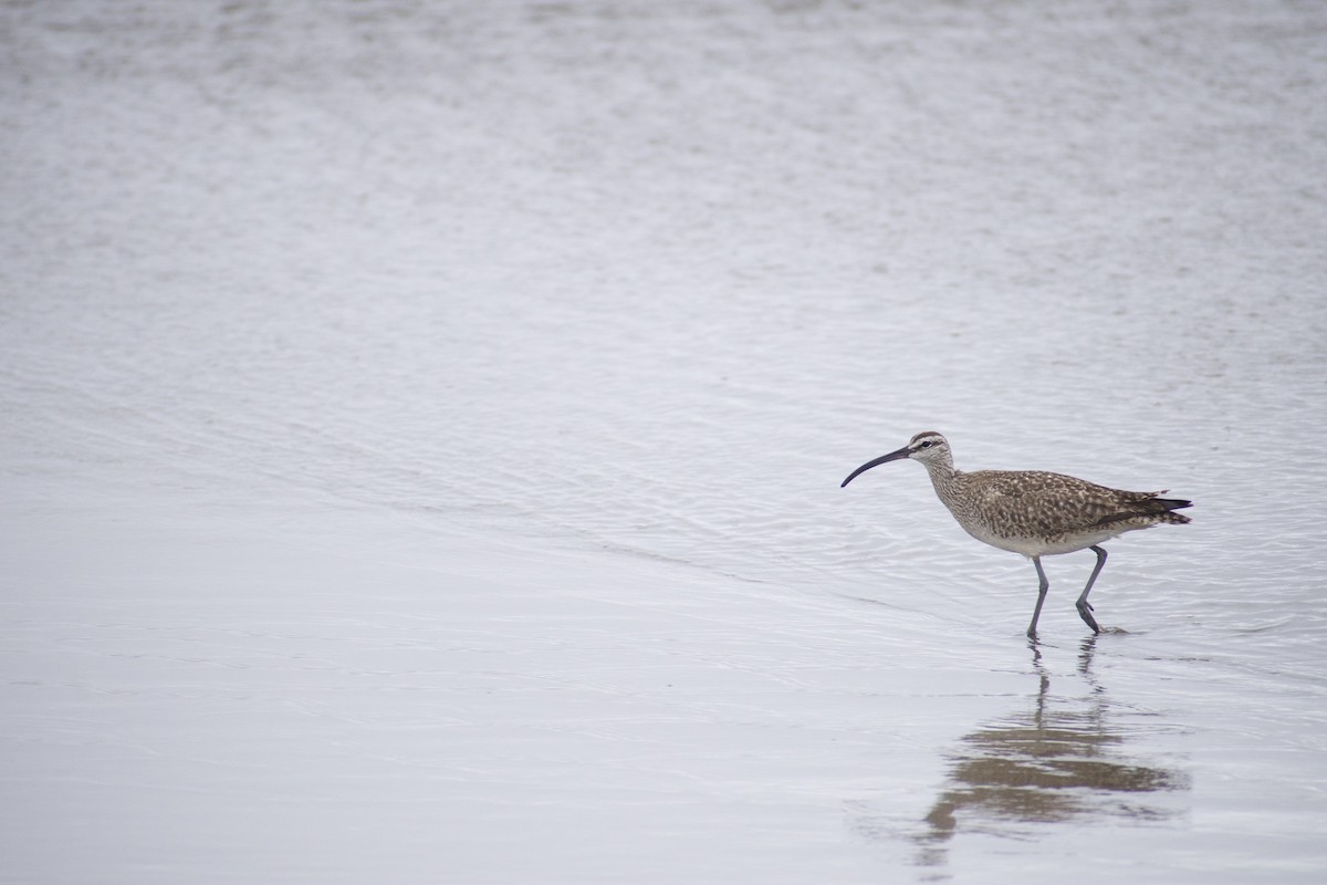 Regenbrachvogel - ML620668685