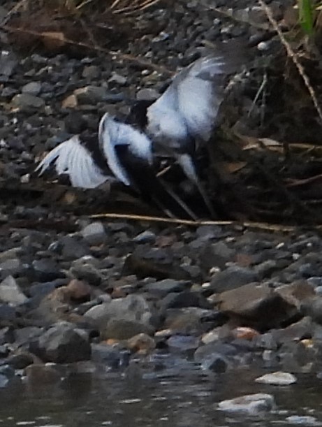 Japanese Wagtail - ML620668686