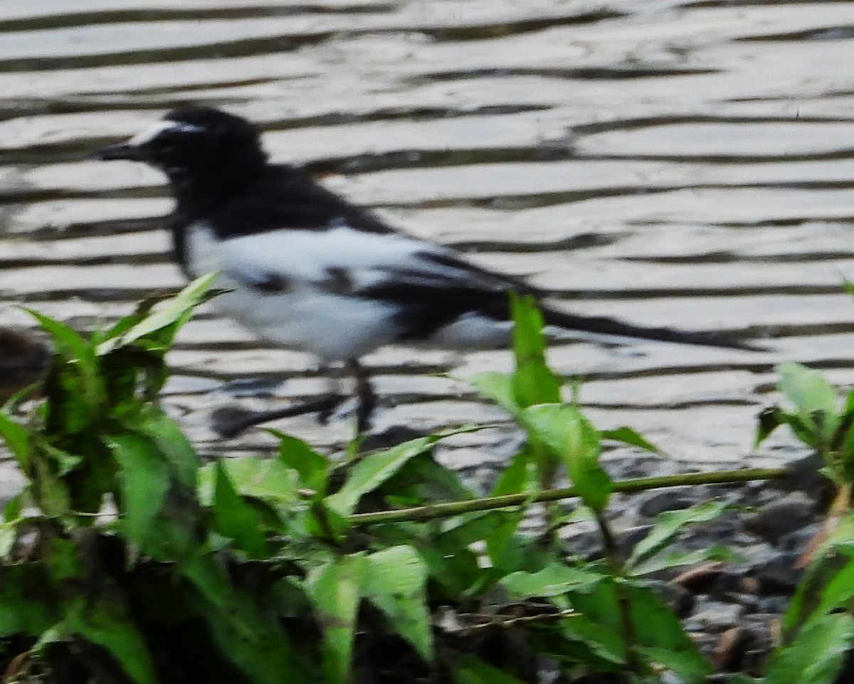 Japanese Wagtail - ML620668687