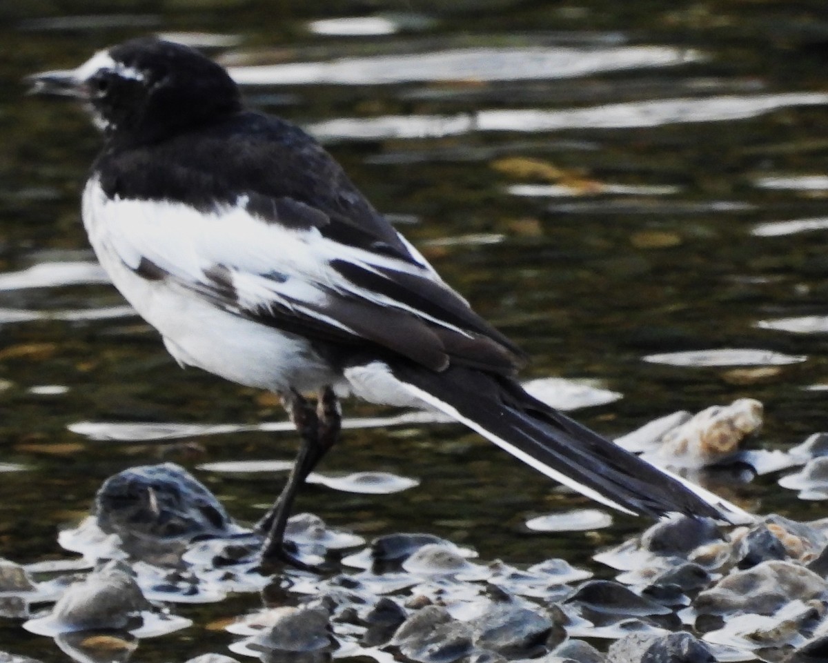 Japanese Wagtail - ML620668688