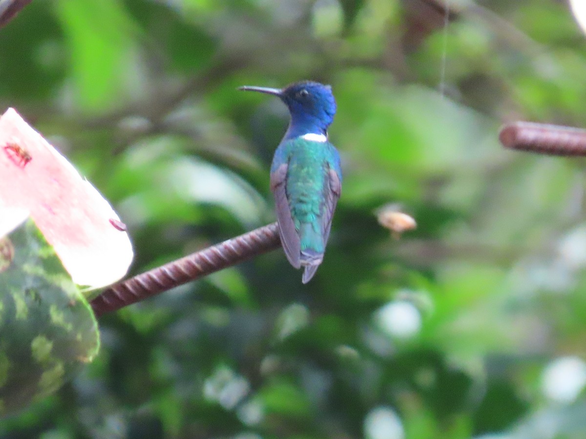 Colibrí Nuquiblanco - ML620668692