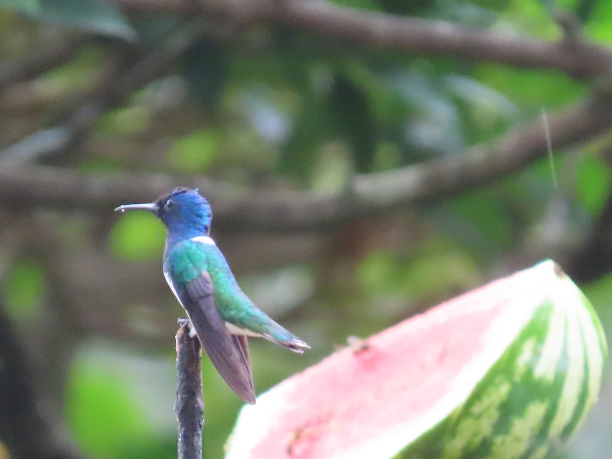 White-necked Jacobin - Jeff  Witters