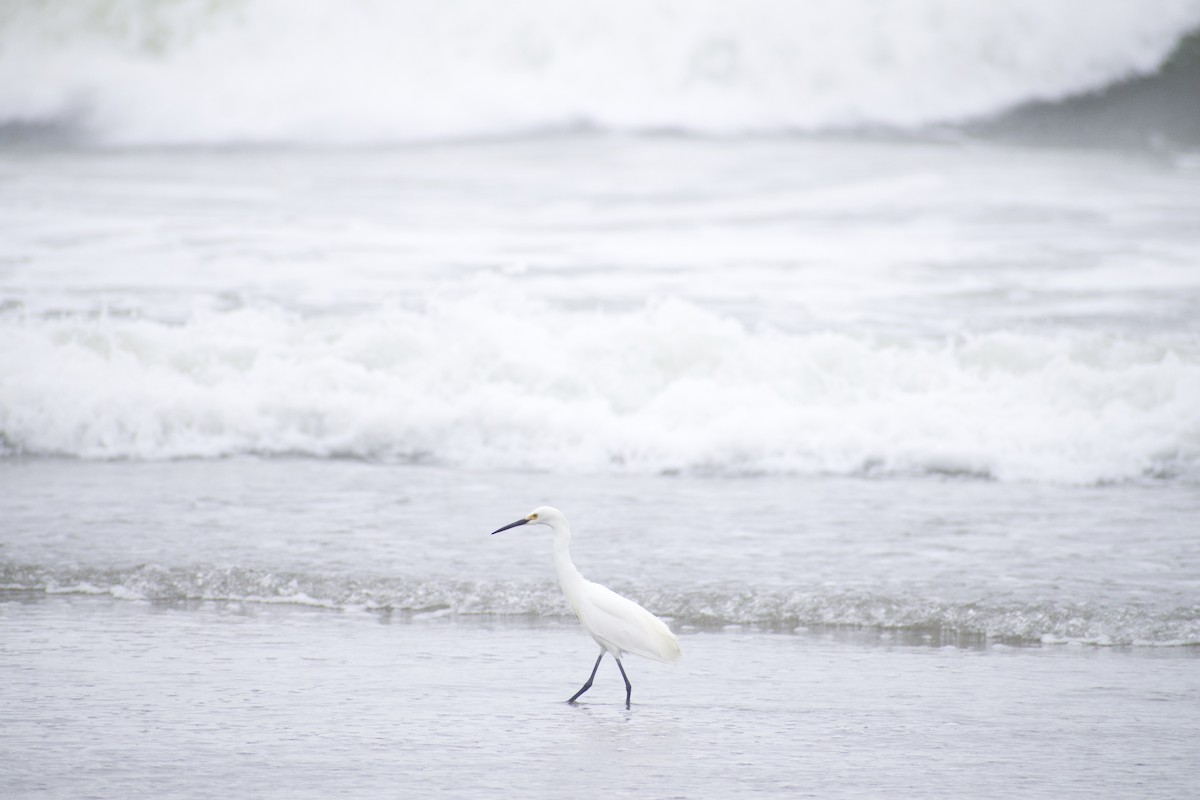 Snowy Egret - ML620668694