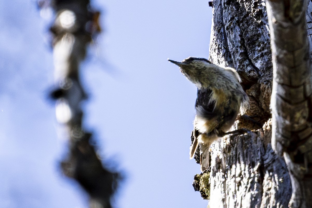 Red-breasted Nuthatch - Jef Blake