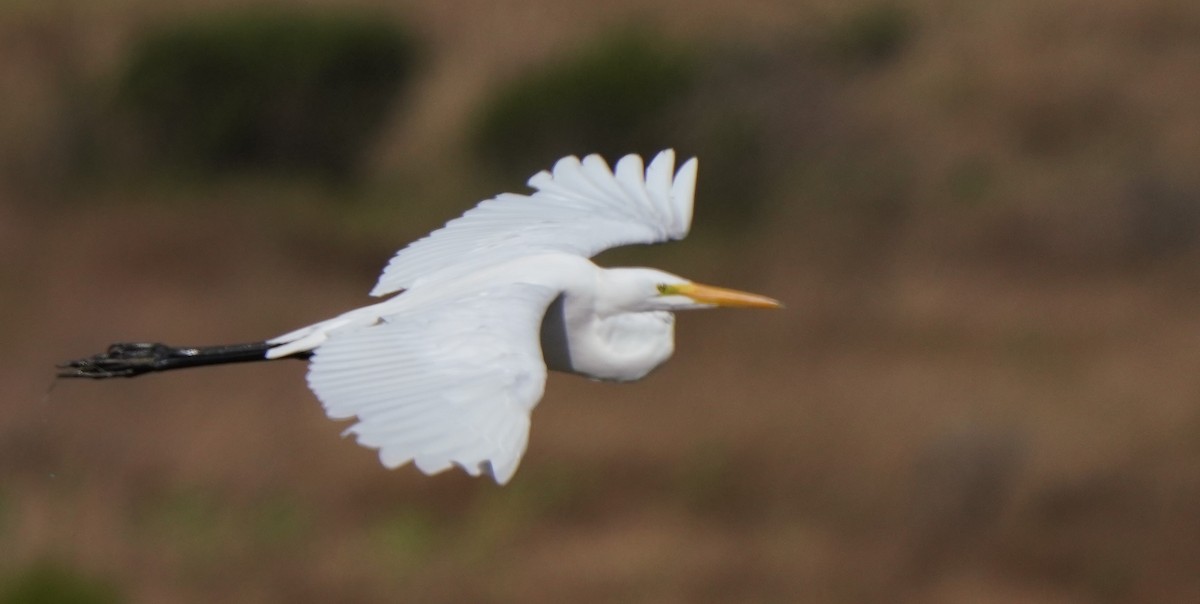 Great Egret - Richard Block