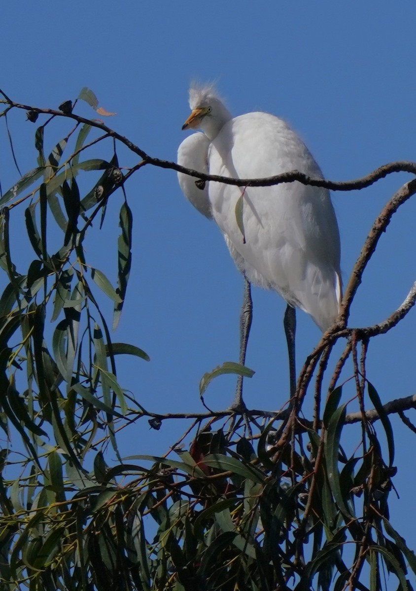 Great Egret - ML620668697