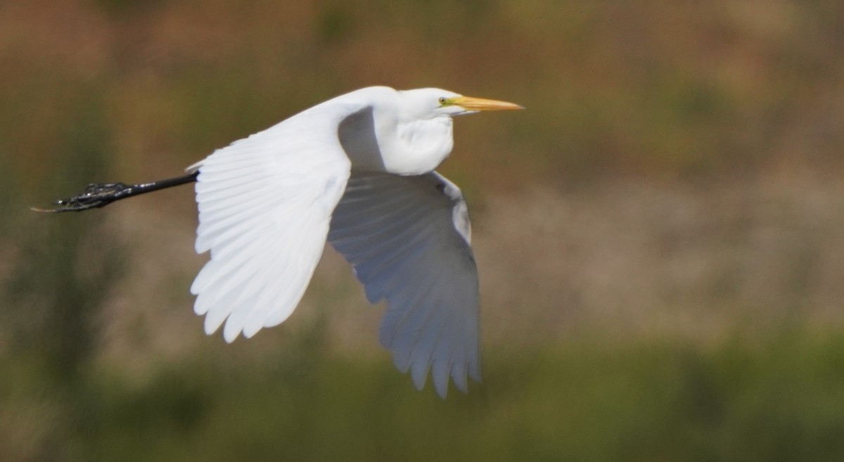 Great Egret - ML620668698