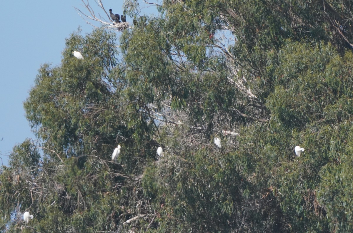 Great Egret - ML620668700