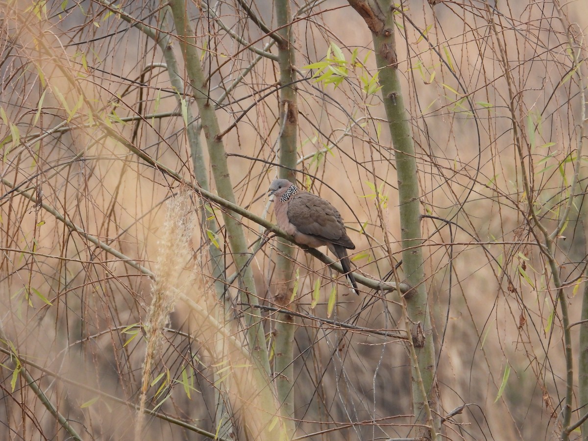 hrdlička kropenatá - ML620668702