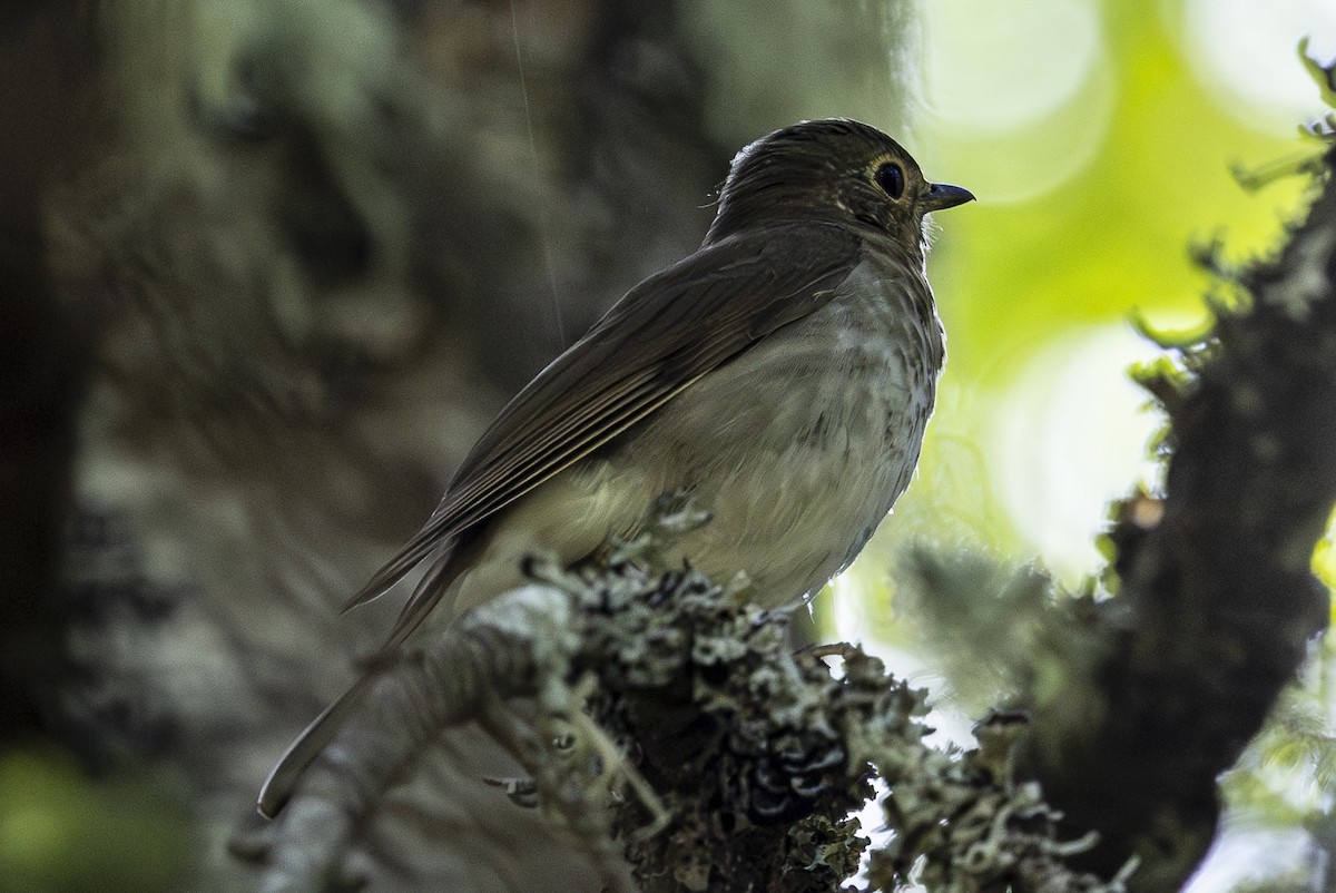 Swainson's Thrush - ML620668705