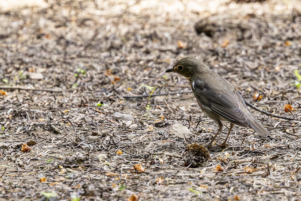 Swainson's Thrush - ML620668707