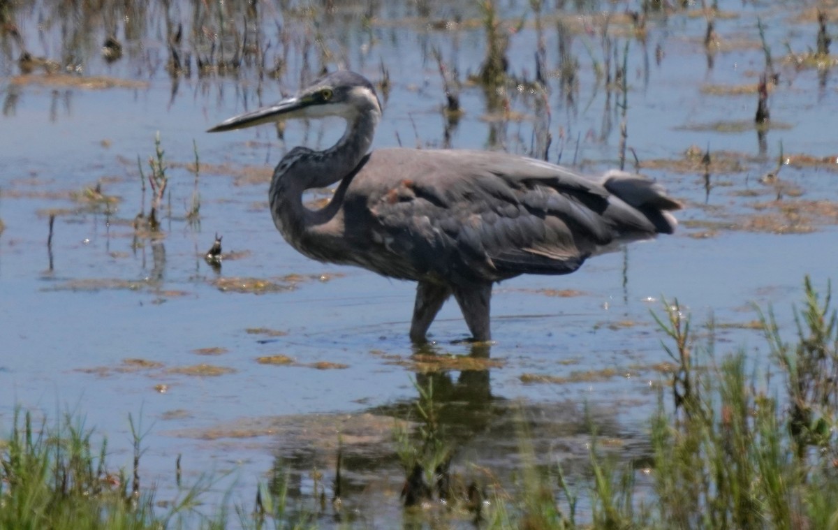 Garza Azulada - ML620668710