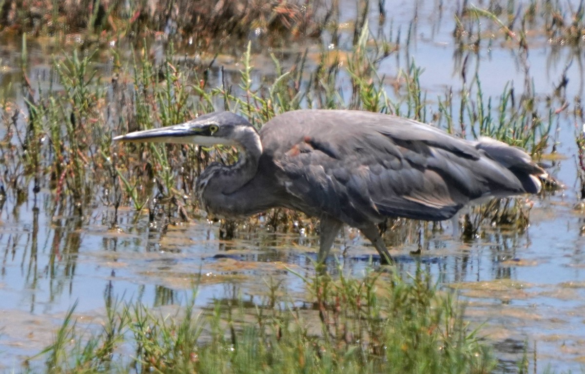 Garza Azulada - ML620668711