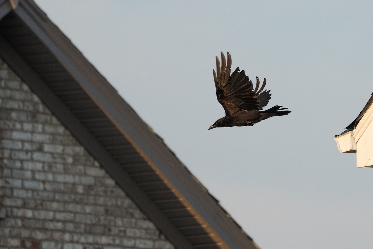 American Crow - ML620668713