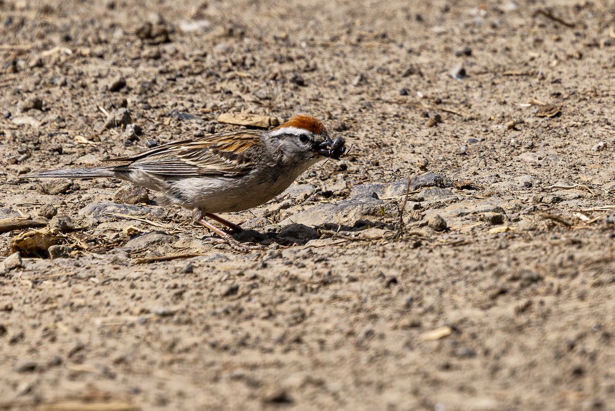 Chipping Sparrow - ML620668716