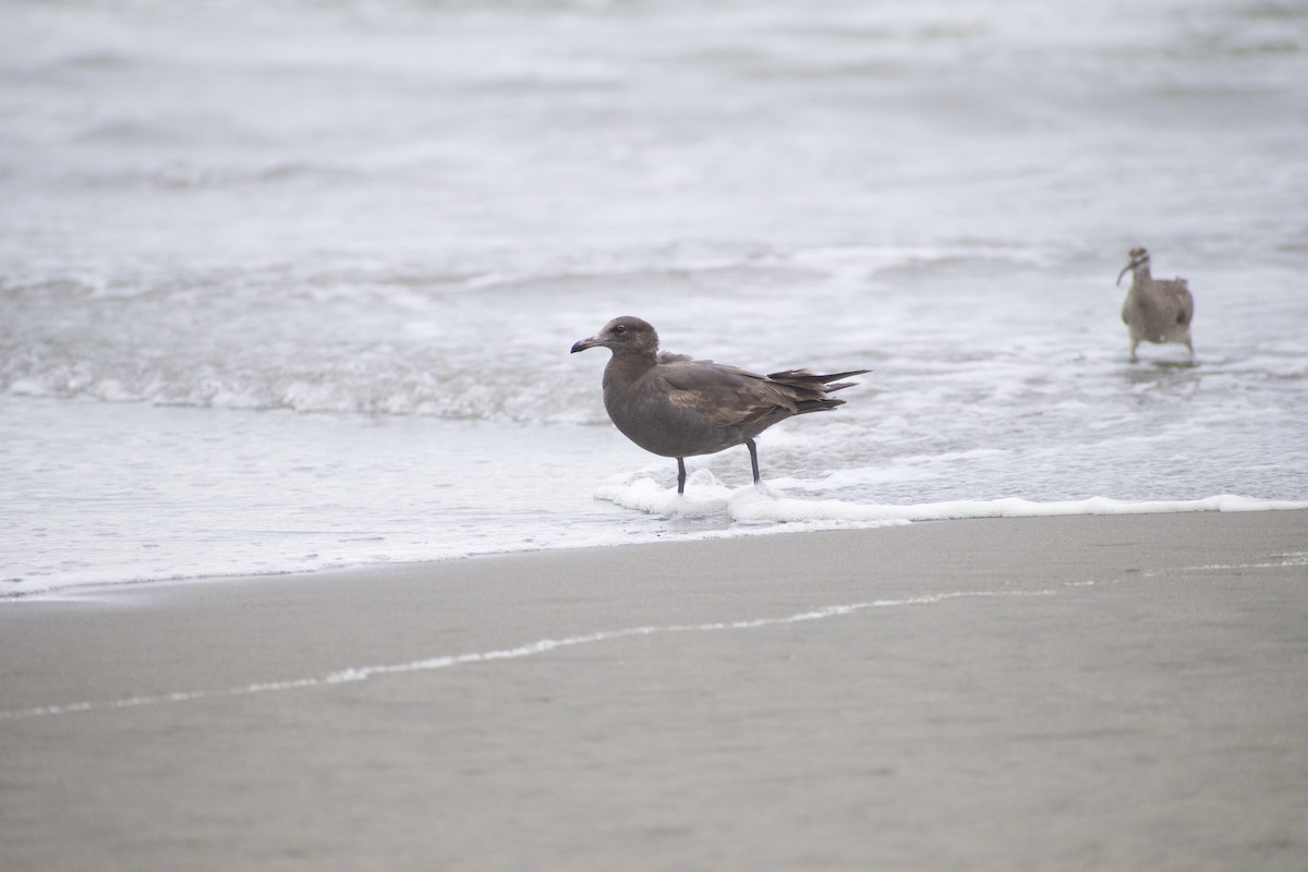 Heermann's Gull - ML620668719