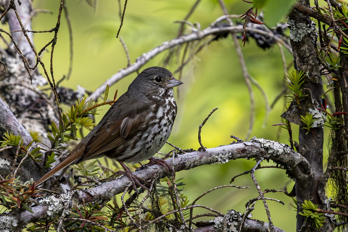 Fox Sparrow - ML620668720