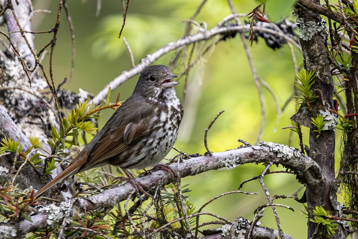 Fox Sparrow - ML620668721