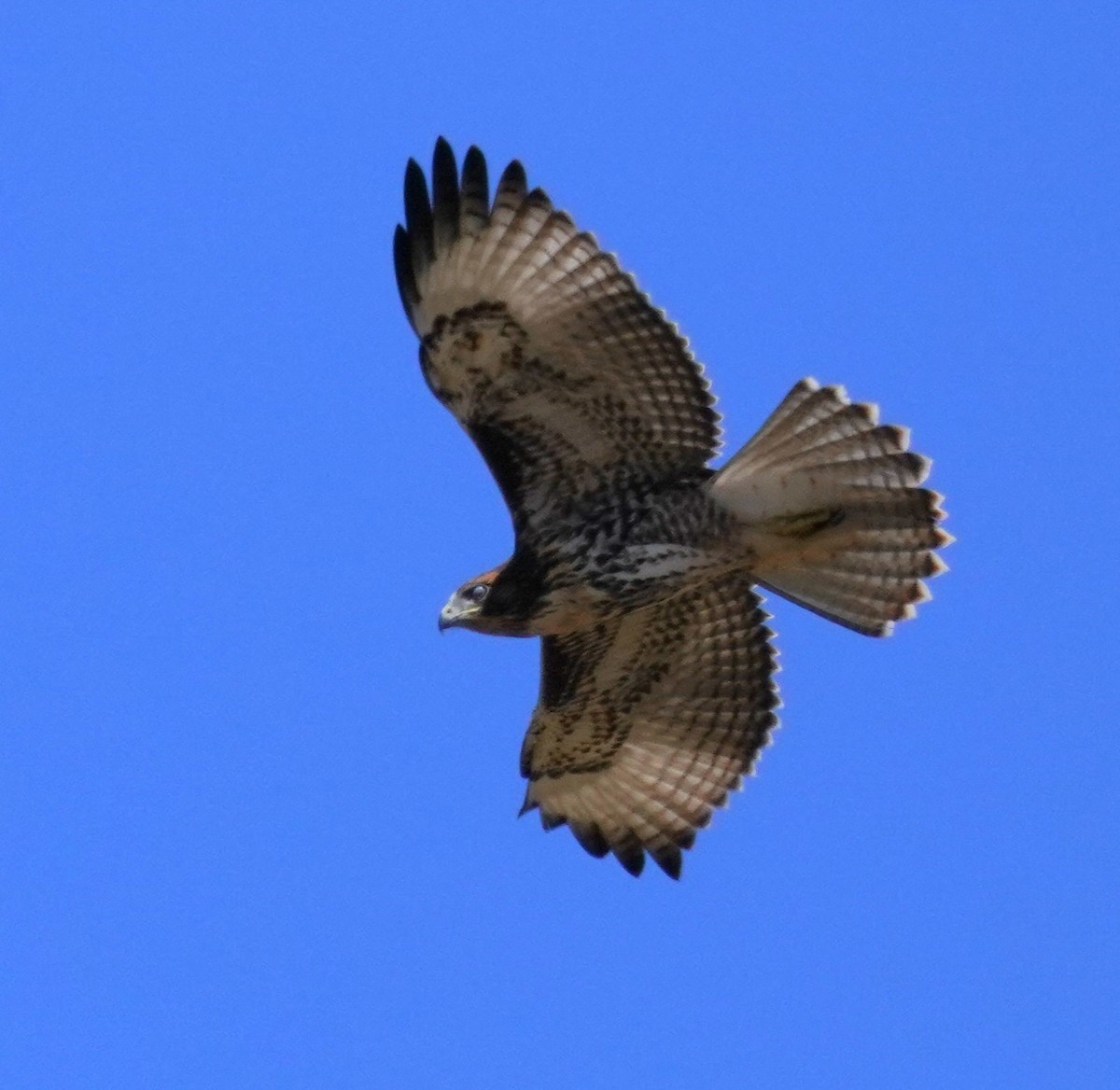 Red-tailed Hawk - ML620668722