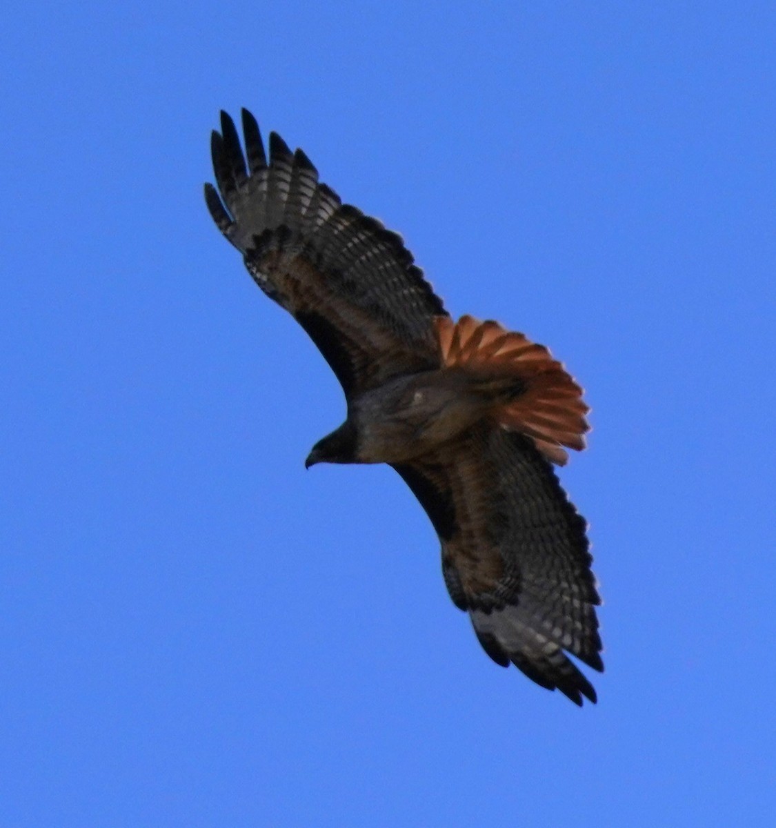 Red-tailed Hawk - ML620668723