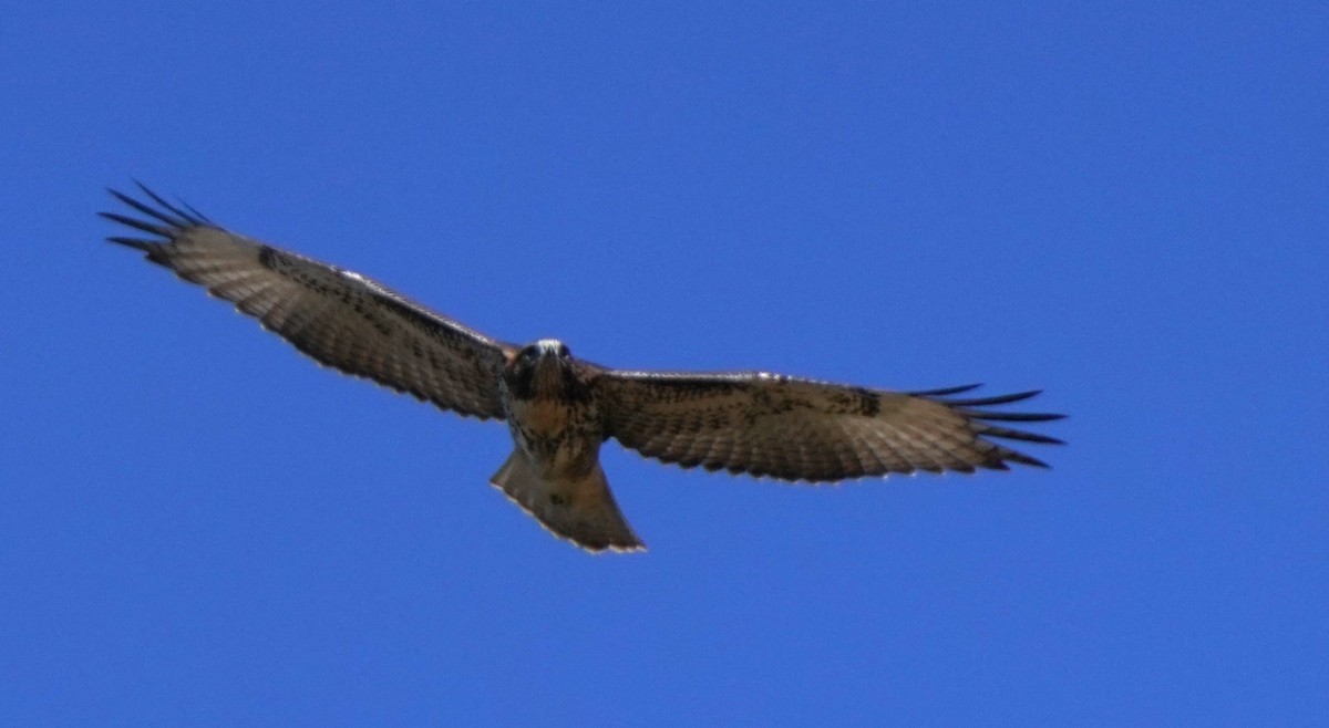 Red-tailed Hawk - ML620668724