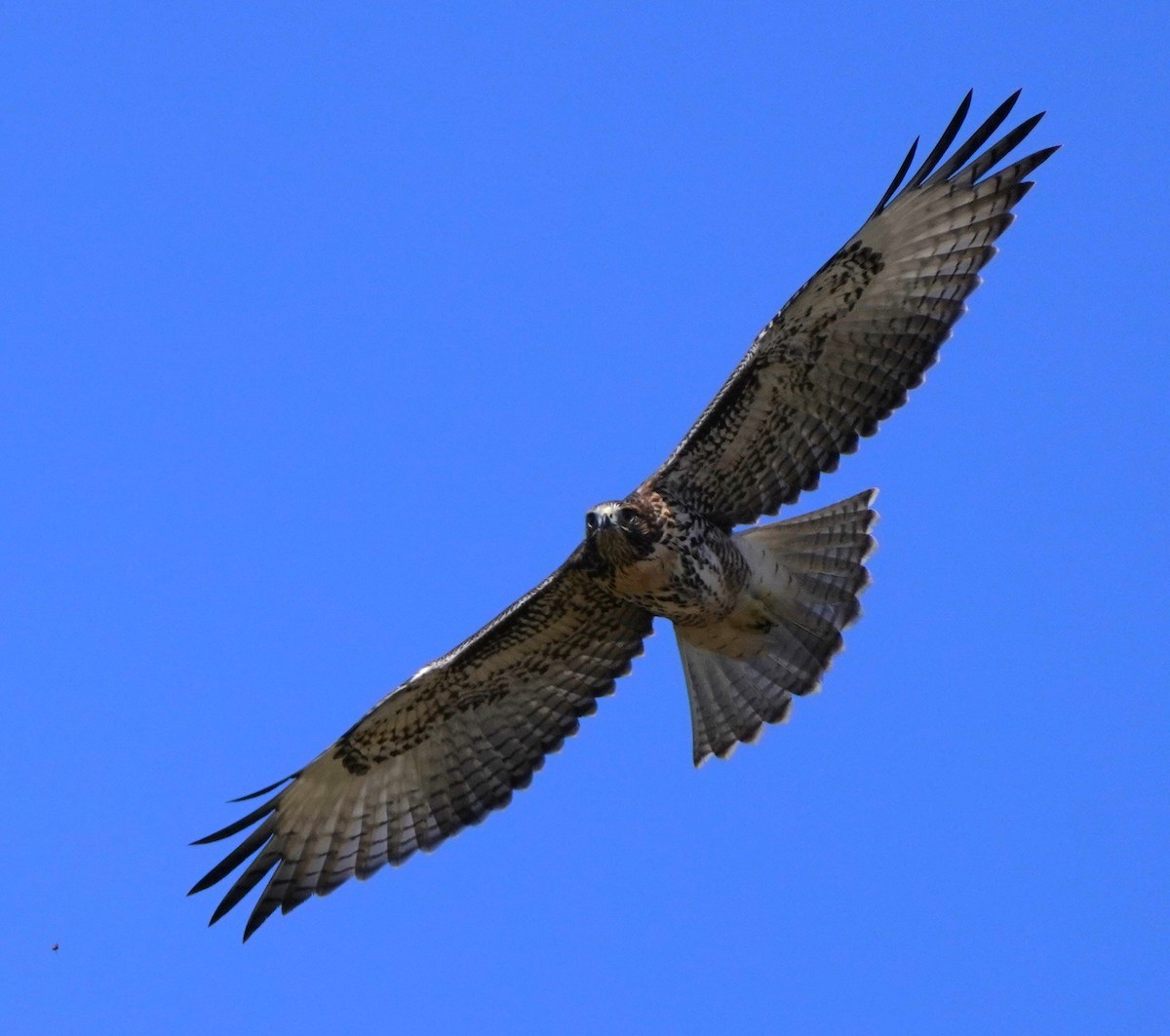 Red-tailed Hawk - ML620668725