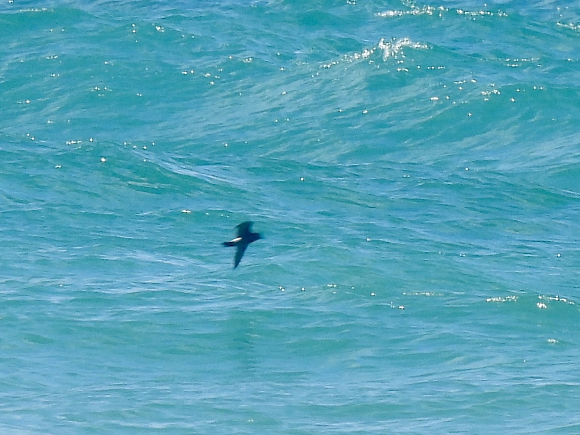 Leach's Storm-Petrel - ML620668726