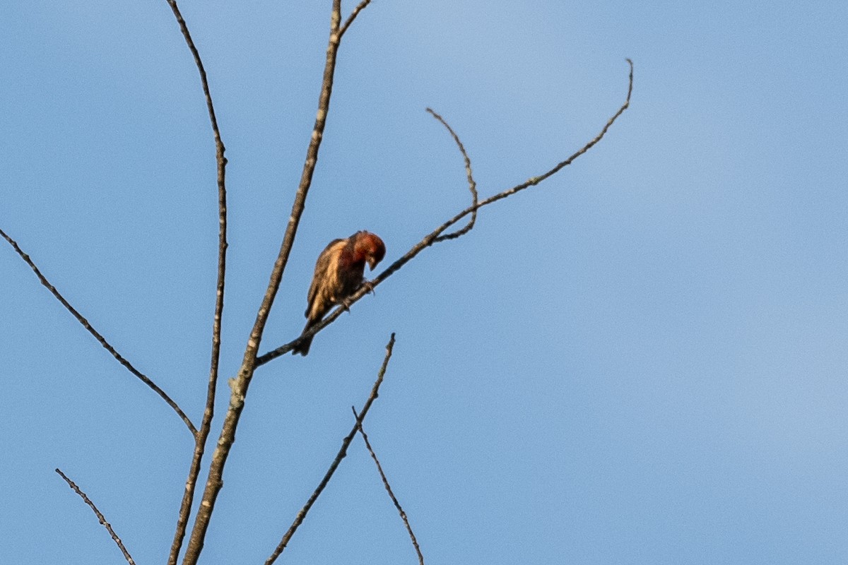 House Finch - ML620668728