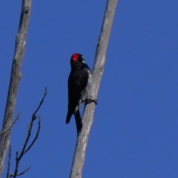 Acorn Woodpecker - ML620668729