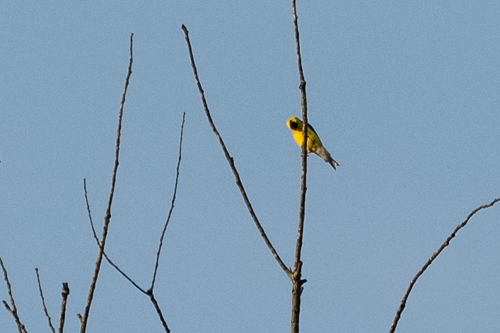 American Goldfinch - ML620668730