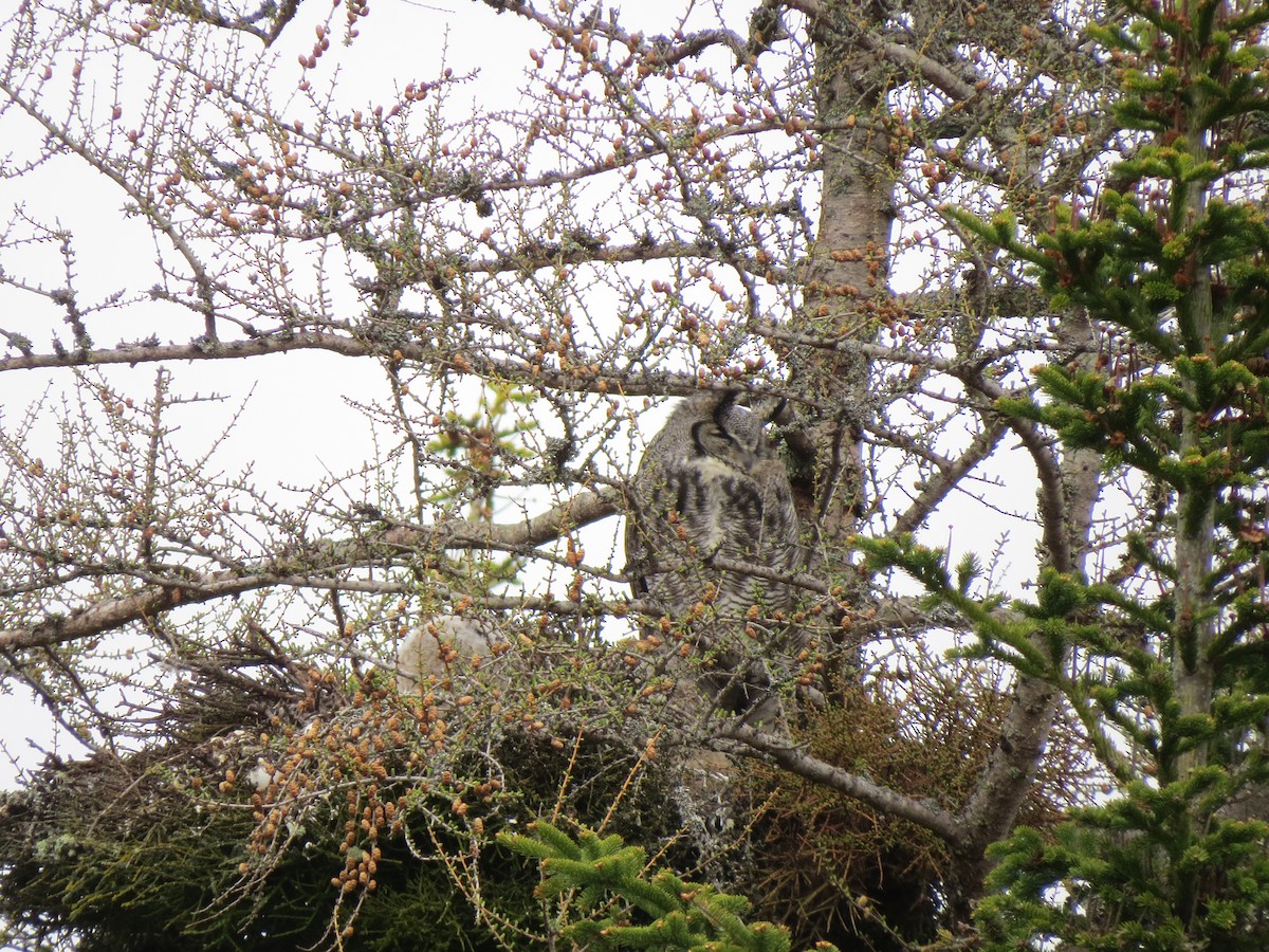 Great Horned Owl - ML620668732