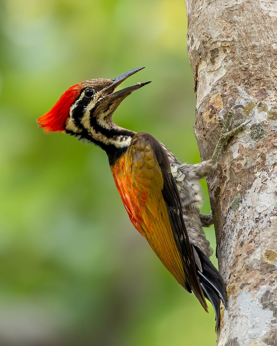 Himalayan Flameback - ML620668733