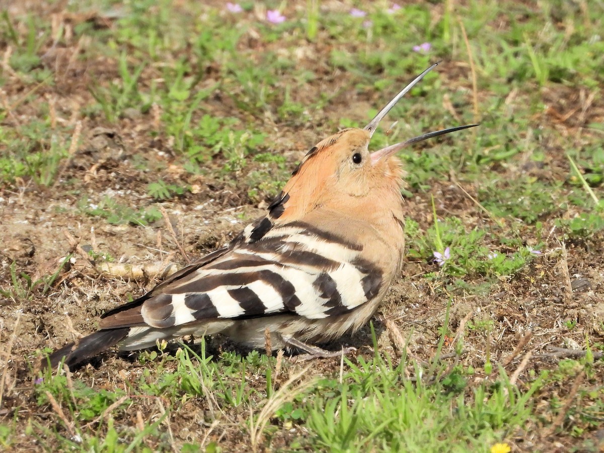 Eurasian Hoopoe - ML620668735