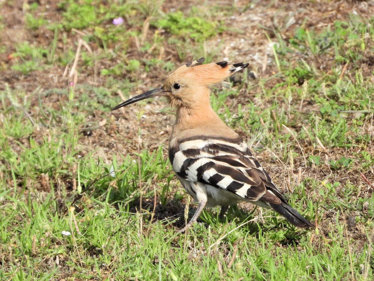 Eurasian Hoopoe - ML620668736