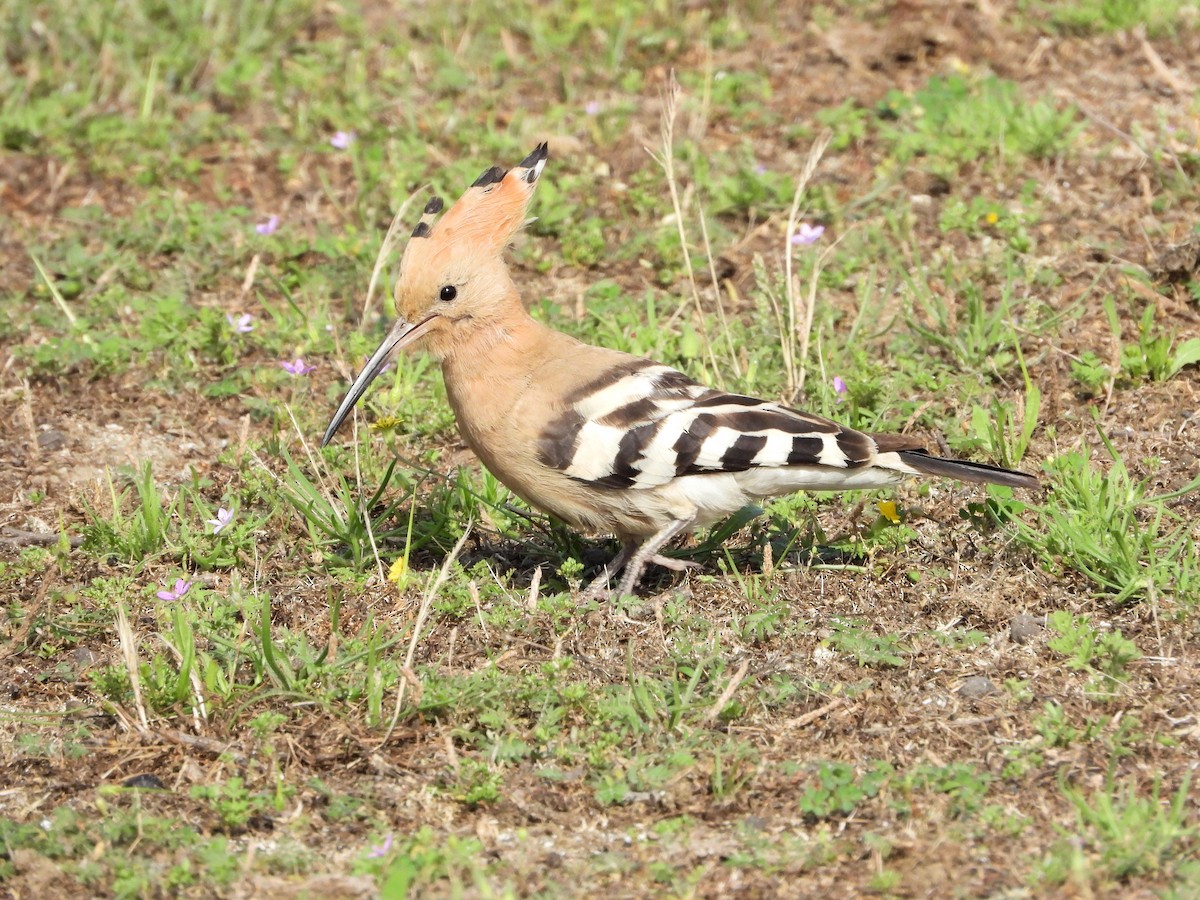 Eurasian Hoopoe - ML620668737