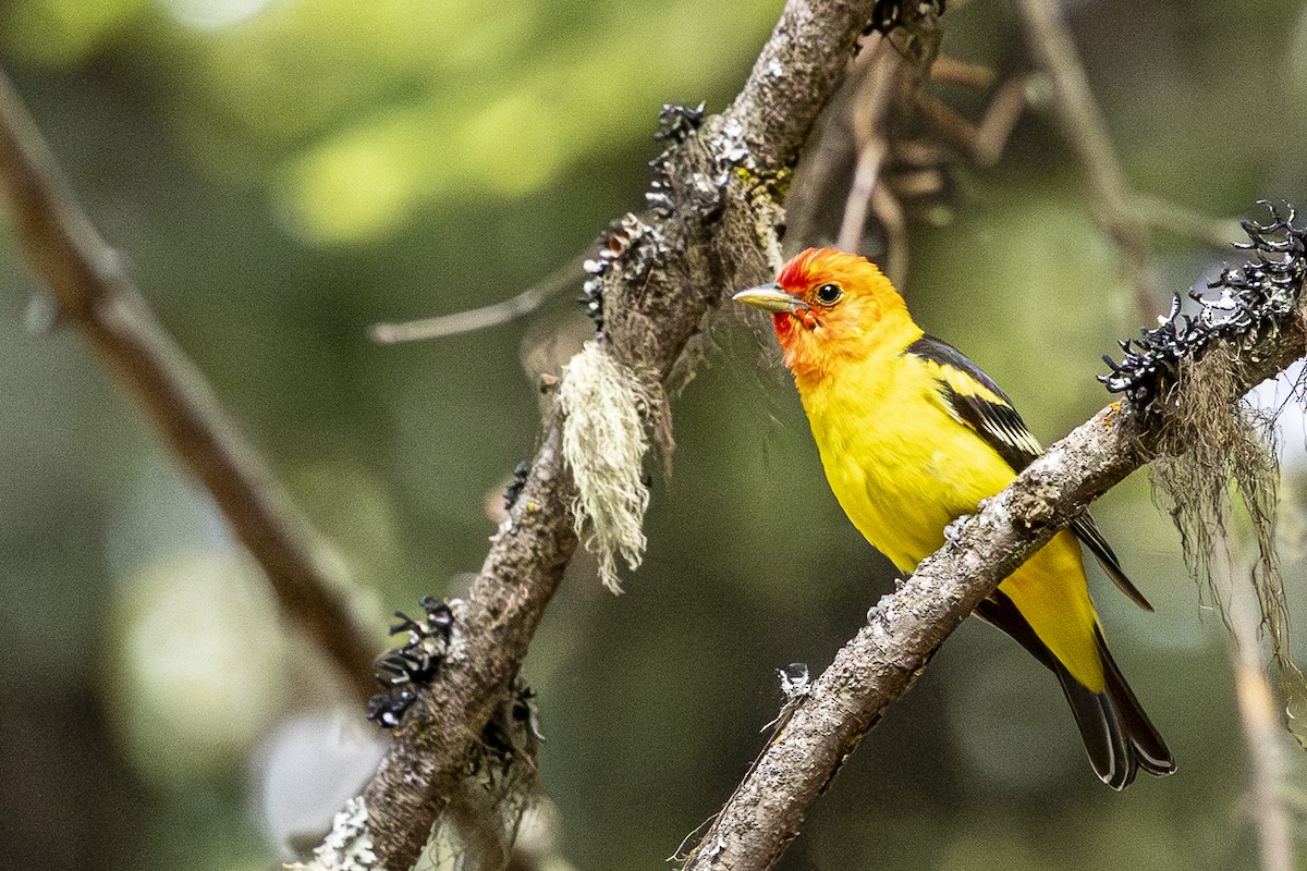 Western Tanager - ML620668739