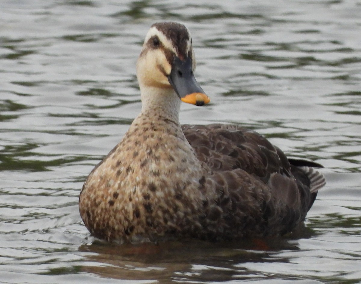Eastern Spot-billed Duck - ML620668741