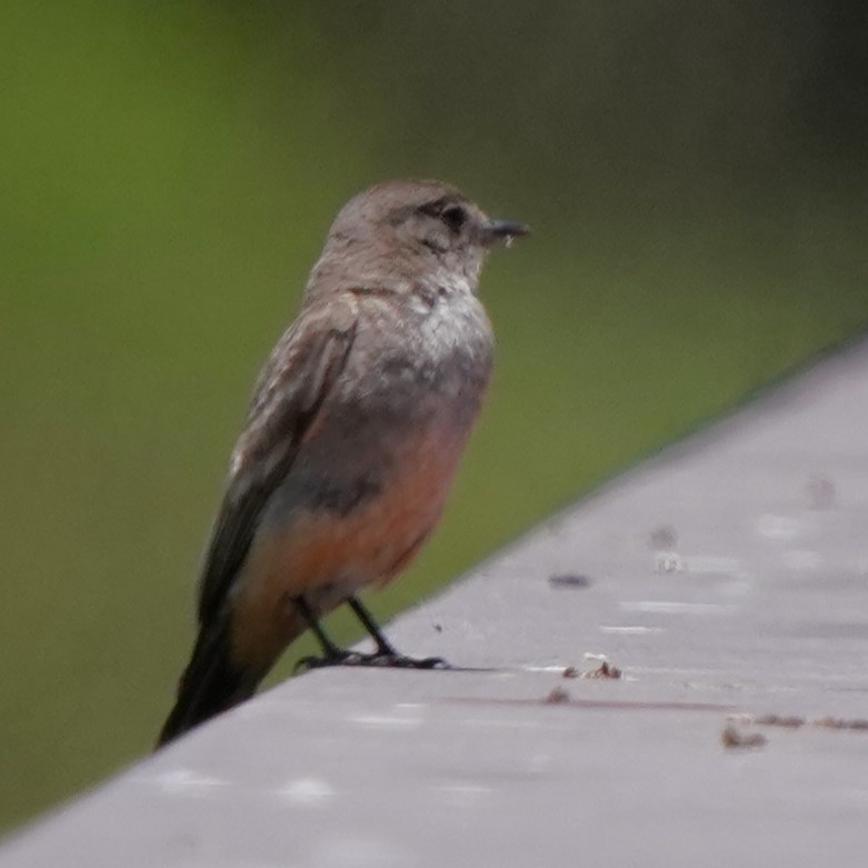 Say's Phoebe - ML620668742