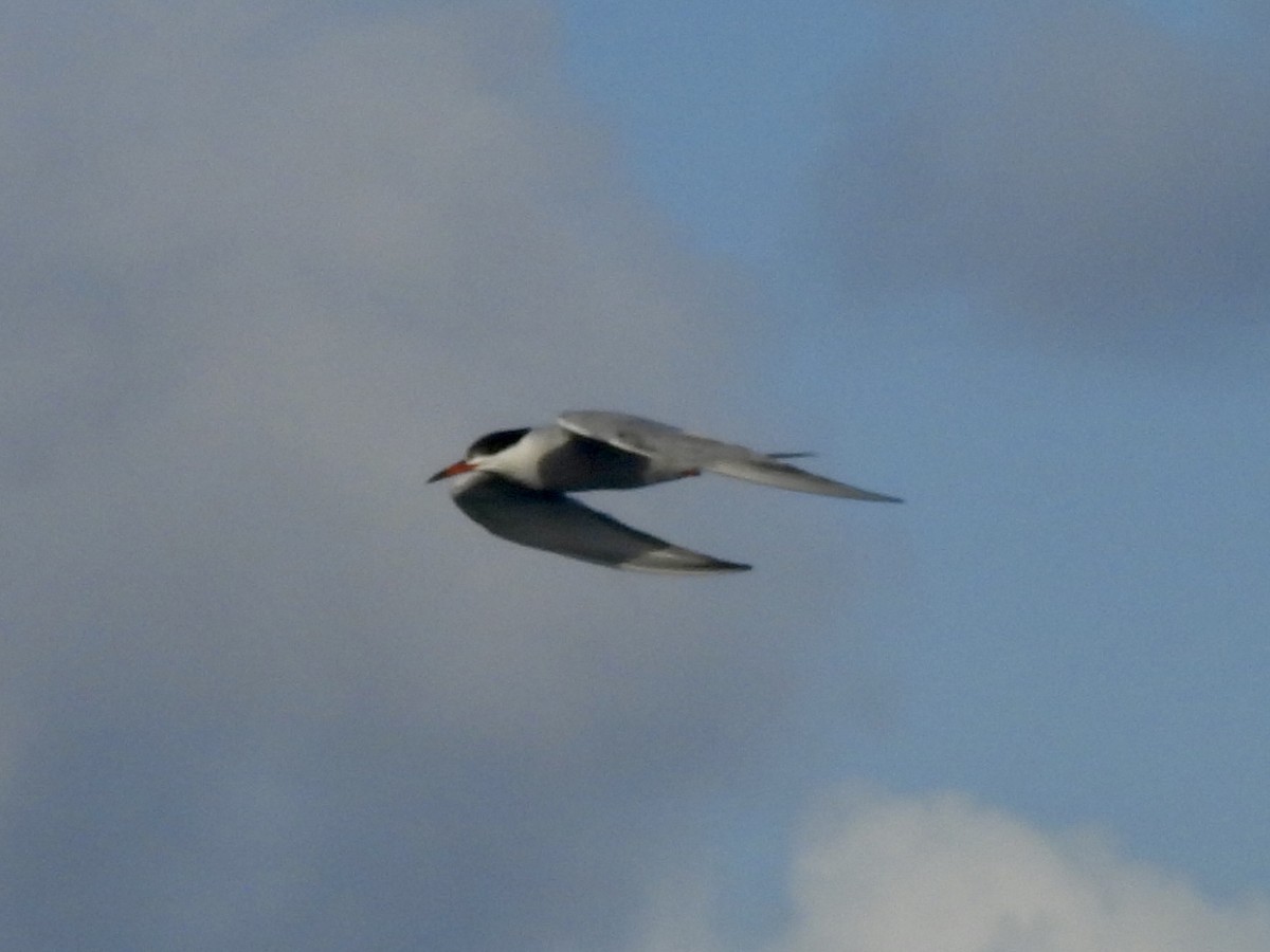 Common Tern - ML620668747