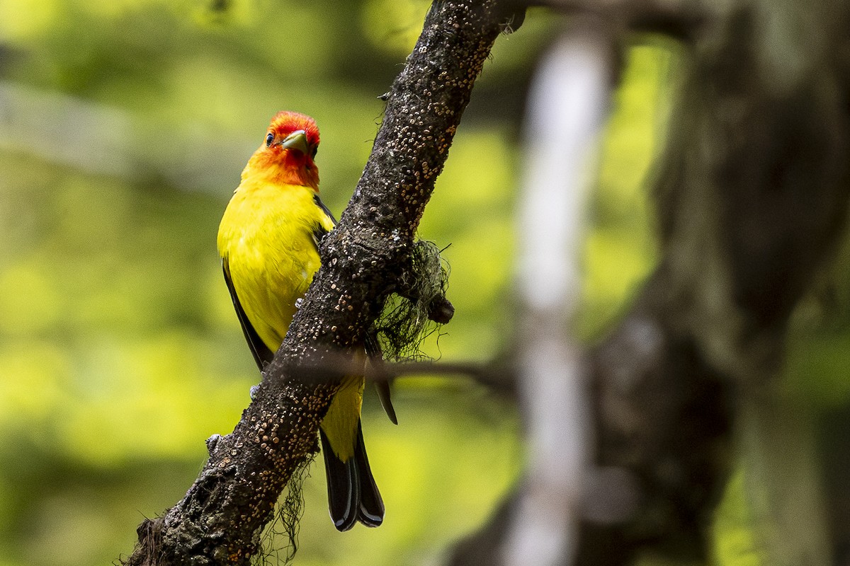 Western Tanager - ML620668749