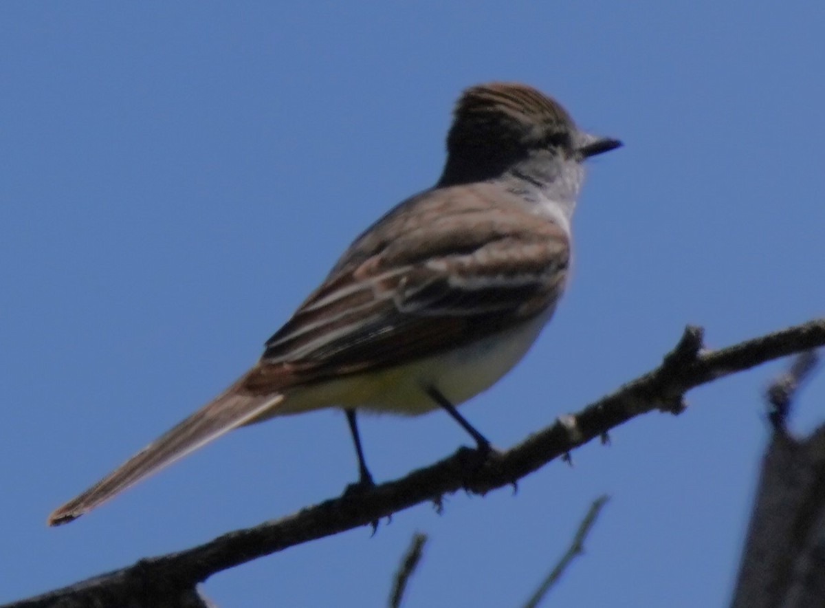 Ash-throated Flycatcher - Richard Block