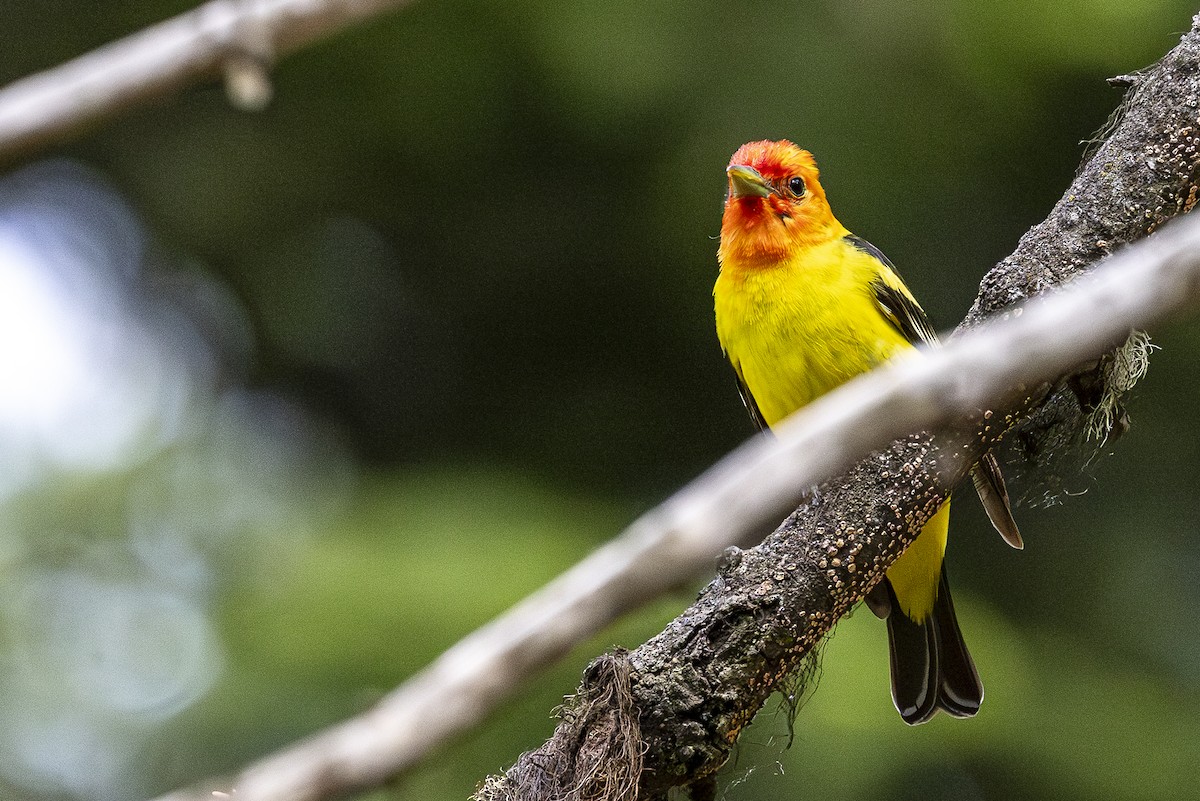 Western Tanager - ML620668754