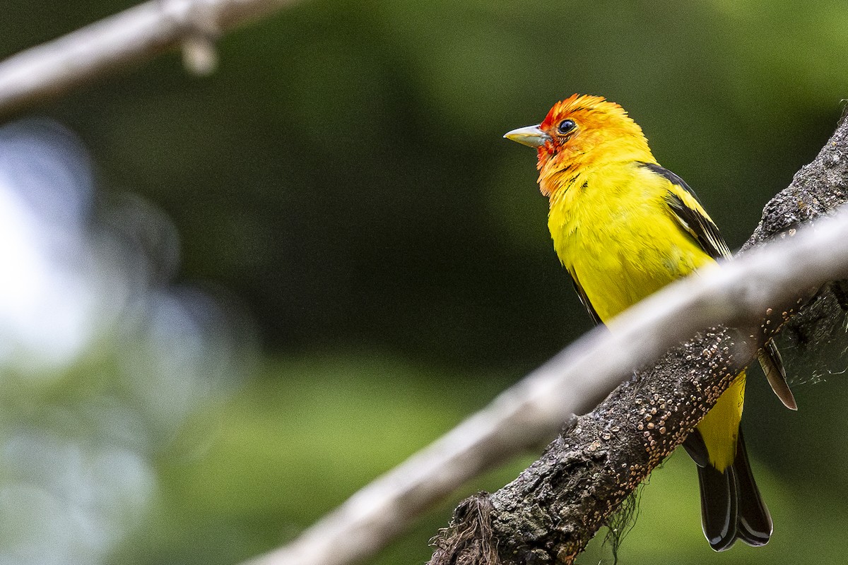 Western Tanager - ML620668755