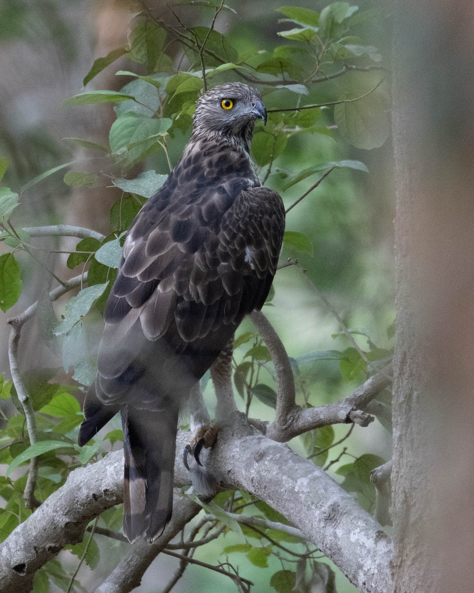 Águila Variable - ML620668758