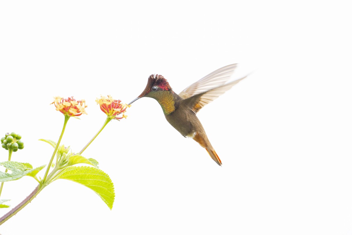 Ruby-topaz Hummingbird - ML620668759